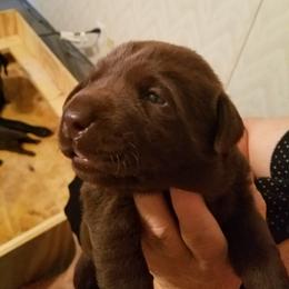Labrador Retriever puppies from Pearl River Retrivers