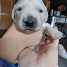 Golden Retriever Puppies from Kayla Prince