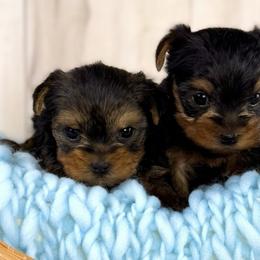 Yorkshire Terriers from Blueberry Brook
