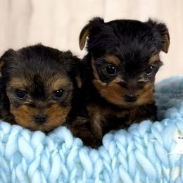 Yorkshire Terriers from Blueberry Brook