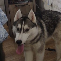 Anaya - Siberian Husky