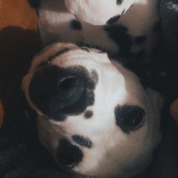 Dalmatian Puppies from Sublime Dalmatians