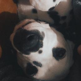 Dalmatian Puppies from Sublime Dalmatians