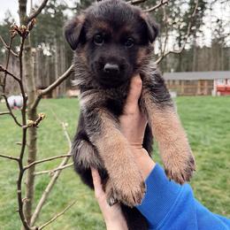 Red Boy - Black and tan male German Shepherd puppy in Buxton, Oregon from Buxton Oregon Shepherds