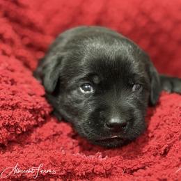 Yellow Girl - Black female Labrador Retriever puppy in Colorado from Albrecht Farms Labrador Retrievers