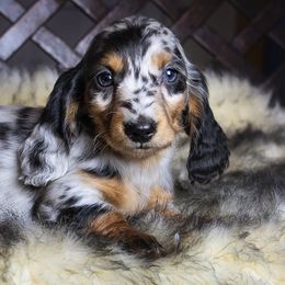 Dachshunds from Dachsy