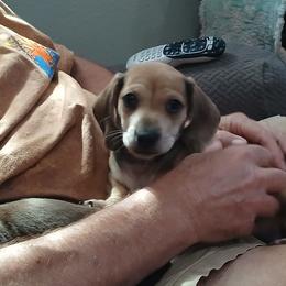 Tank - Cream male Dachshund puppy in Salome, Arizona from Boopenstein Doxies