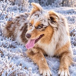 Tessa - Australian Shepherd