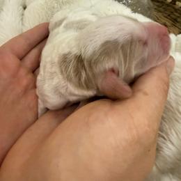 Dewdrop - Parti female Goldendoodle puppy in Lexington, North Carolina from Southern Grace Acres