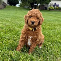 Peanut - Apricot female Goldendoodle puppy in Grand Rapids, Michigan from Deszy’s Goldendoodle Pups