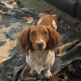 Dachshunds from Oak Bridge Farm