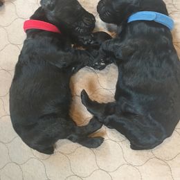 Black Russian Terrier and Cavalier King Charles Spaniel Puppies from Ocean Gem & Guardian Bears