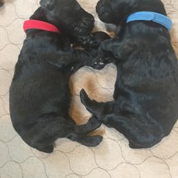 Black Russian Terrier and Cavalier King Charles Spaniel Puppies from Ocean Gem & Guardian Bears
