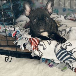 French Bulldog Puppies from Smileys French bulldogs