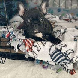 French Bulldog Puppies from Smileys French bulldogs