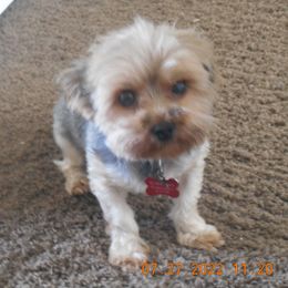 Kona - Yorkshire Terrier