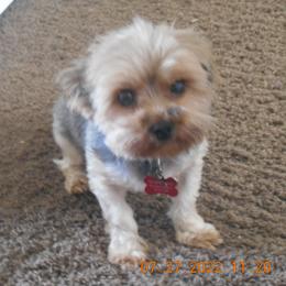 Kona - Yorkshire Terrier