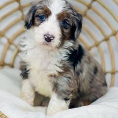 Assorted Doodle Crosses, Aussiedoodle, Australian Mountain Doodle, and Bernedoodle Puppies from North 40 Doodles