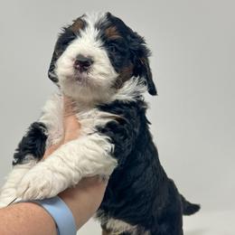 Apollo - Tri-color male Bernedoodle puppy in Florence, South Carolina from Candy Doodles