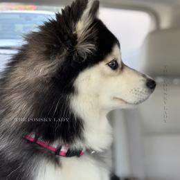 Pomsky All Grown Up from Pomsky Lady