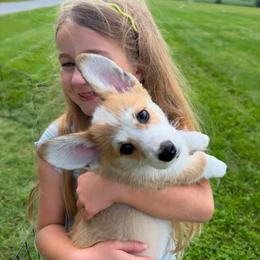 Nora - Red female Pembroke Welsh Corgi puppy in Urbana, Ohio from Edgewood Farm and Kennel