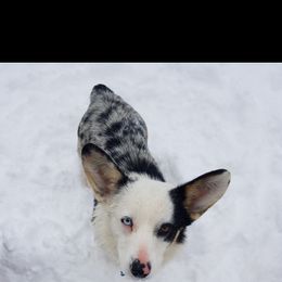 American Corgi and Pembroke Welsh Corgi All Grown Up from 101 Corgis
