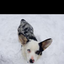 American Corgi and Pembroke Welsh Corgi All Grown Up from 101 Corgis