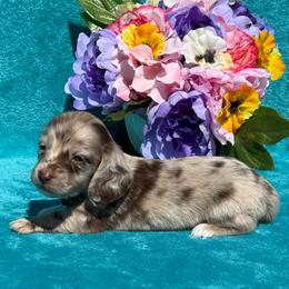 Trey - Dapple male Dachshund puppy in Lincoln, Arkansas from Red Dirt Dachshunds