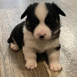 American Corgi and Pembroke Welsh Corgi Puppies from Wild West Corgis