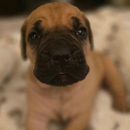 Green Collar - Fawn male Cane Corso puppy in Granbury, Texas from La Muerte Corso Kennel