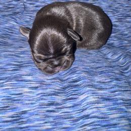Ringo - Tricolors male French Bulldog puppy in Amarillo, Texas from Bomb City Bulldogs