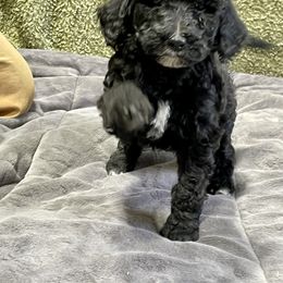 Labradoodle and Poodle Puppies from Top Knot Companions Poodles and Labradoodles