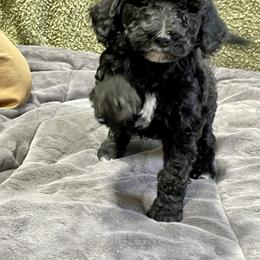 Labradoodle and Poodle Puppies from Top Knot Companions Poodles and Labradoodles
