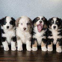 Australian Shepherd puppies from Kelly Arndt