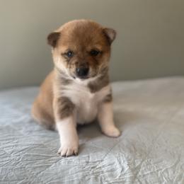 Pickles - Red male Shiba Inu puppy in Monett, Missouri from Happy Tails Shiba Inus