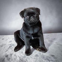 Leilou - Pug
