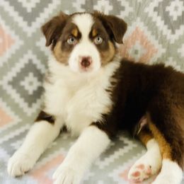 Australian Shepherd Puppies from Jo’s Aussies
