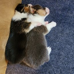 American Corgi Puppies from DnD Corgis