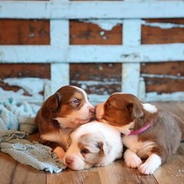Miniature Australian Shepherd Puppies from Whispering Trail Miniature Aussies