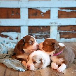 Miniature Australian Shepherd Puppies from Whispering Trail Miniature Aussies