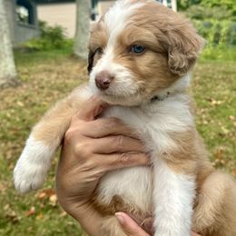 Aussiedoodle Puppies from Doodle Duo