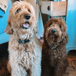 Assorted Doodle Crosses, Bernedoodle, and Labradoodle All Grown Up from Small town doodles & poodles
