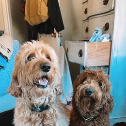 Assorted Doodle Crosses, Bernedoodle, and Labradoodle All Grown Up from Small town doodles & poodles