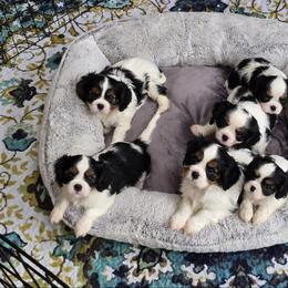 Afghan Hound and Cavalier King Charles Spaniel Puppies from Lenore's Afghan Hounds