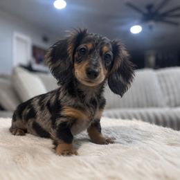 Steve - Dapple male Dachshund puppy in Price, Utah from Stone Kennels