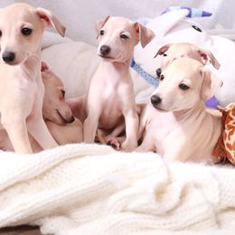 Brussels Griffon and Italian Greyhound Puppies from Adornare Kennels