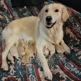 Golden Retriever Puppies from DeClercks Goldens