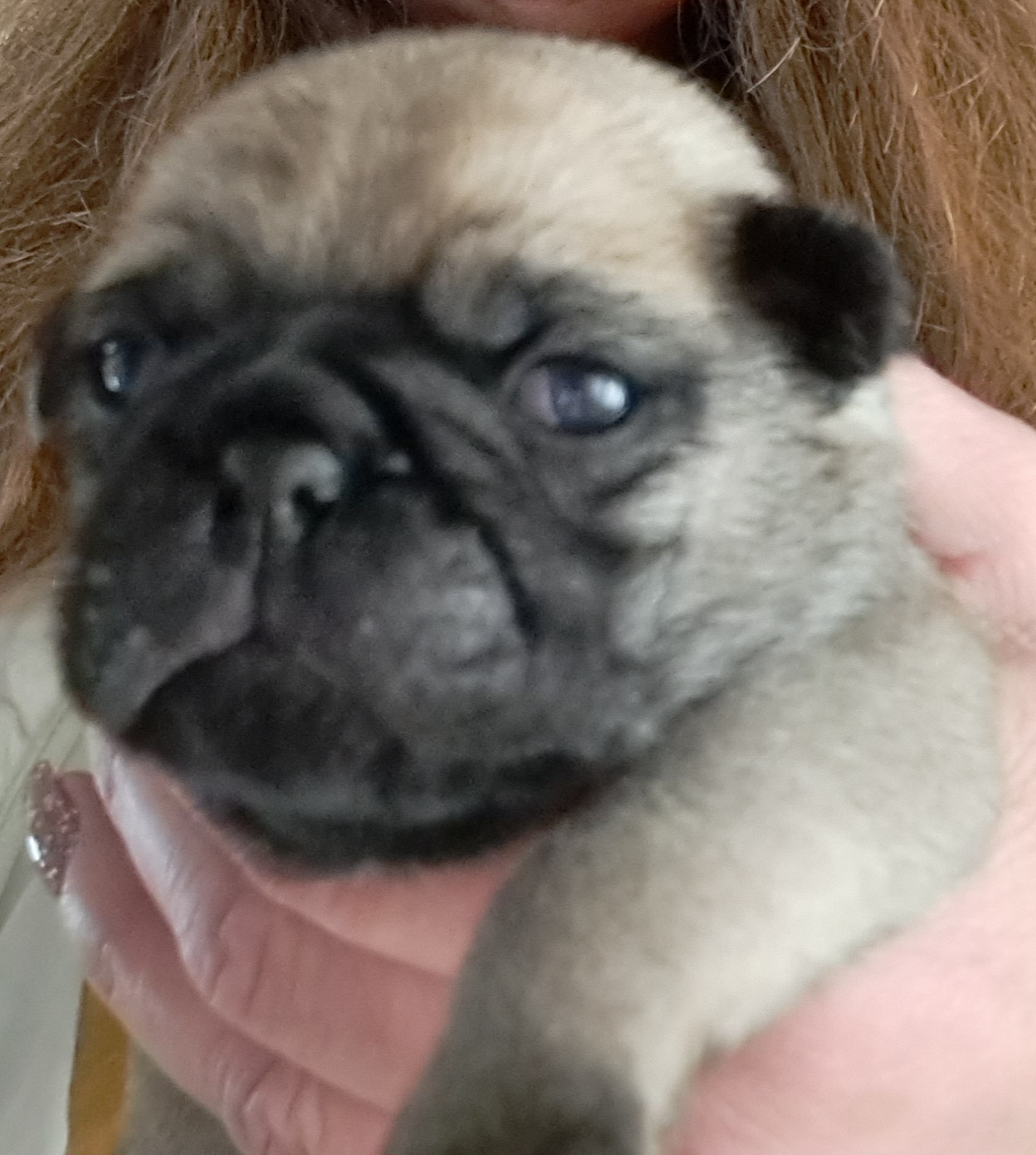 Pug Puppies from Cj Snuggle Pugs