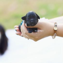 Pink Collar Girl - Black female Cavapoo puppy in Republic, Missouri from Red Skye Puppies