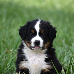 Glory - Black tri female Miniature Australian Shepherd puppy in Lowgap, North Carolina from Baileys Mini Aussies